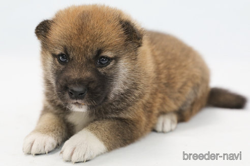 成約済の神奈川県の柴犬-325883の1枚目